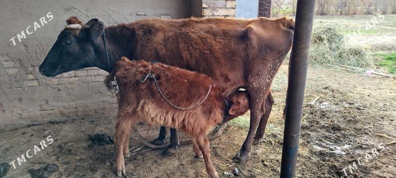 Göleli sygyr 19 müñ manat - Murgap - img 1