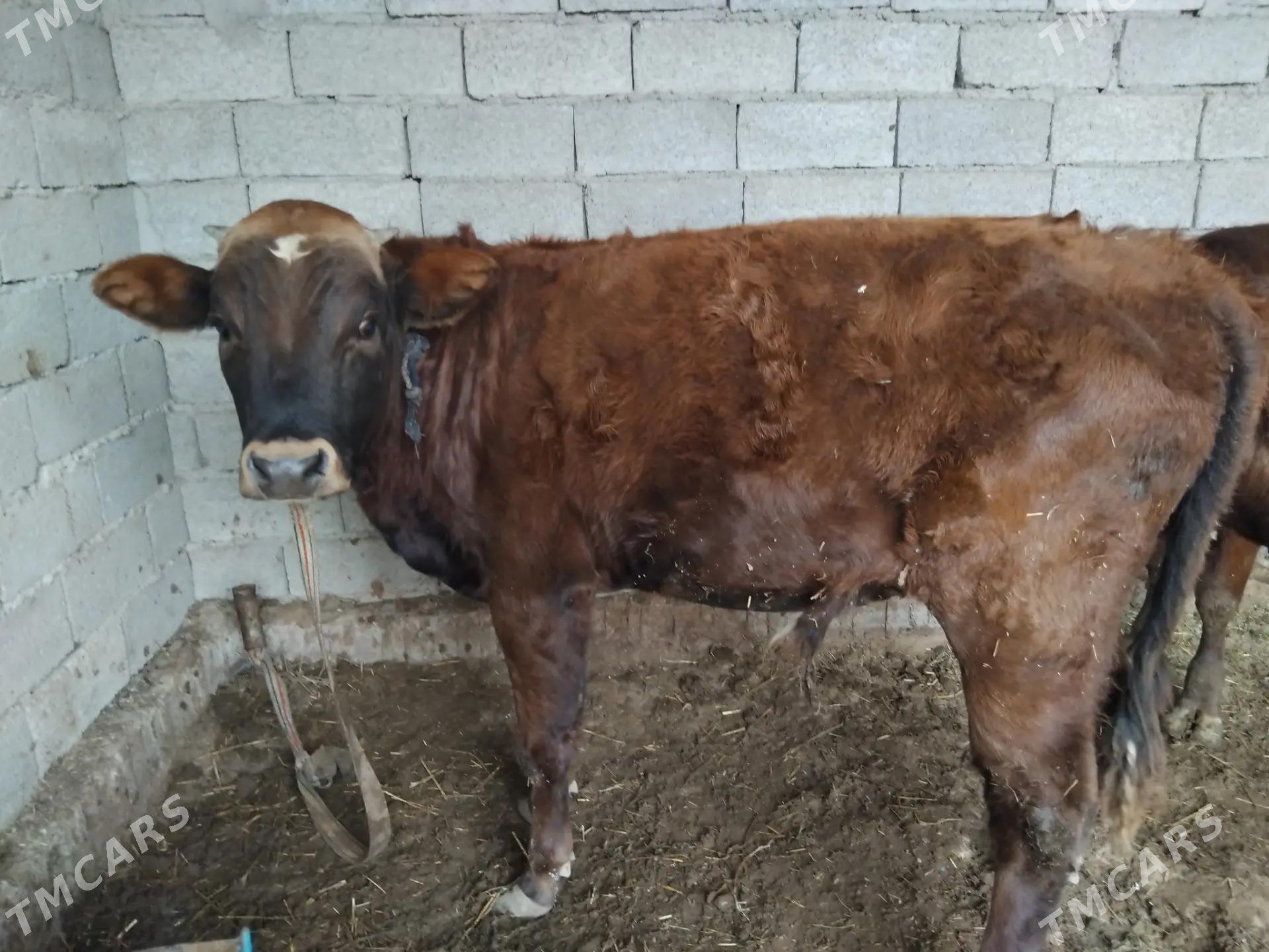 Öküzler 2-sany - Wekilbazar - img 1