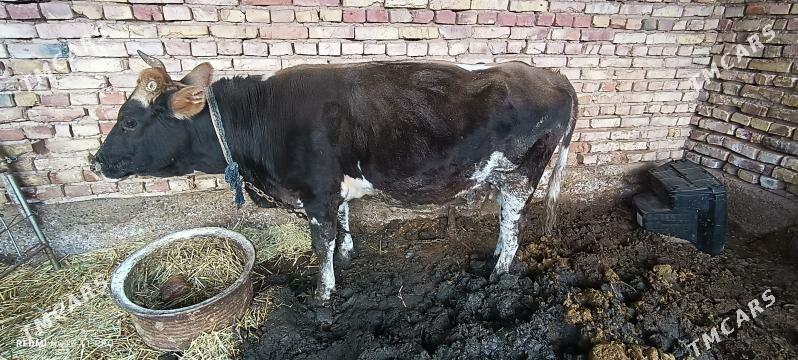 sygyr bakylan - Tejen - img 1