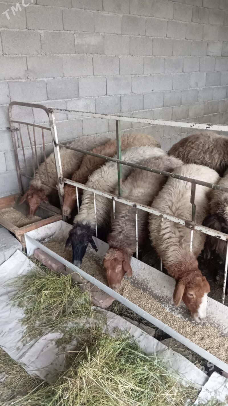 Goýun - Gökdepe - img 1