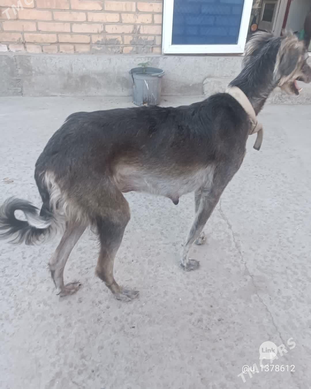 тазы - Туркменабат - img 1