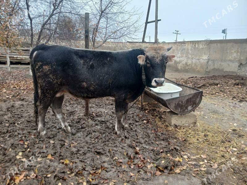 tohum oküz - Bäherden - img 1
