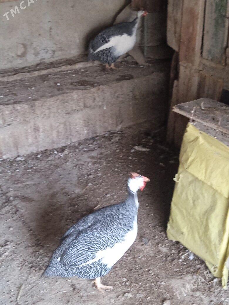 çisatka şahly guş - Bäherden - img 1