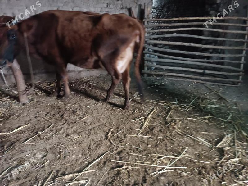 goleli sygyr - Губадаг - img 1