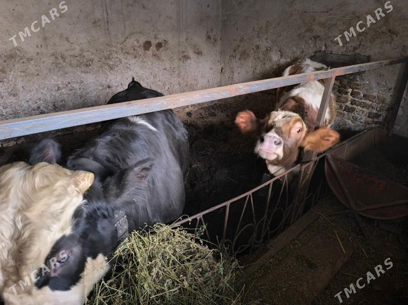 порода маллар - Туркменабат - img 1