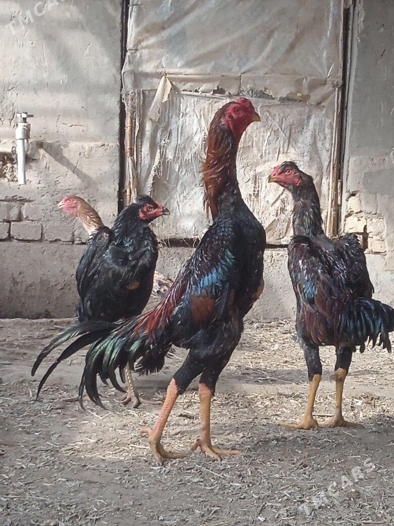 baýes - Мары - img 1