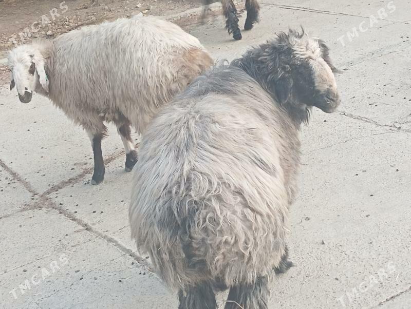 GOÇ . - Берекет - img 1