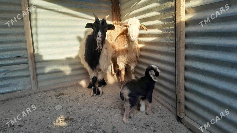 geci - Балканабат - img 1