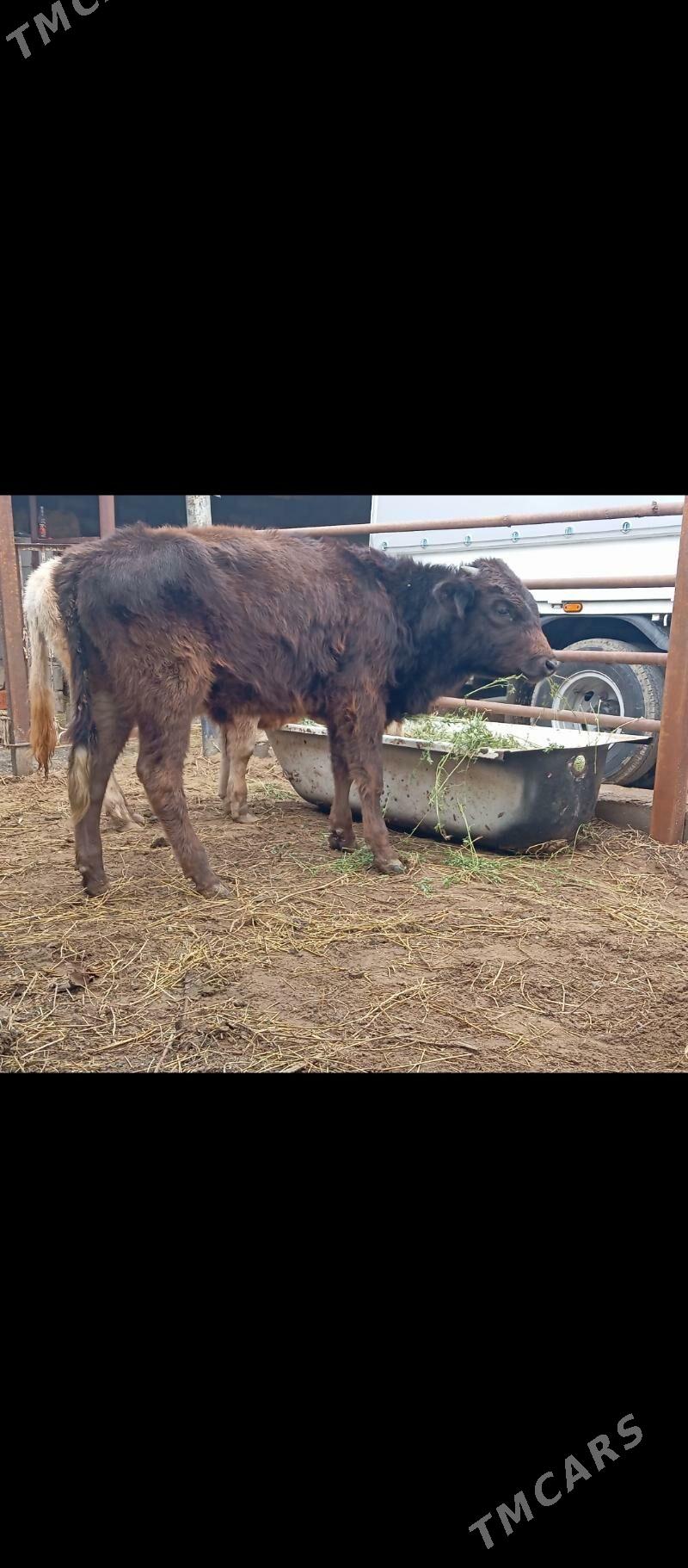 Tüweler we öküzler - Büzmeýin - img 1