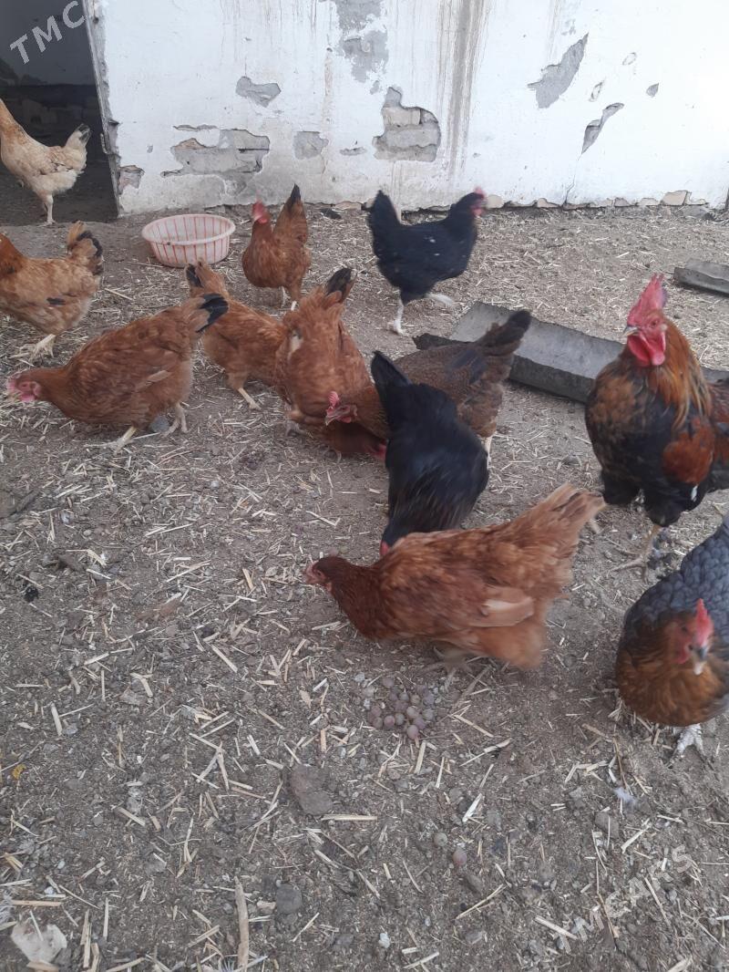 towuk - Daşoguz - img 1