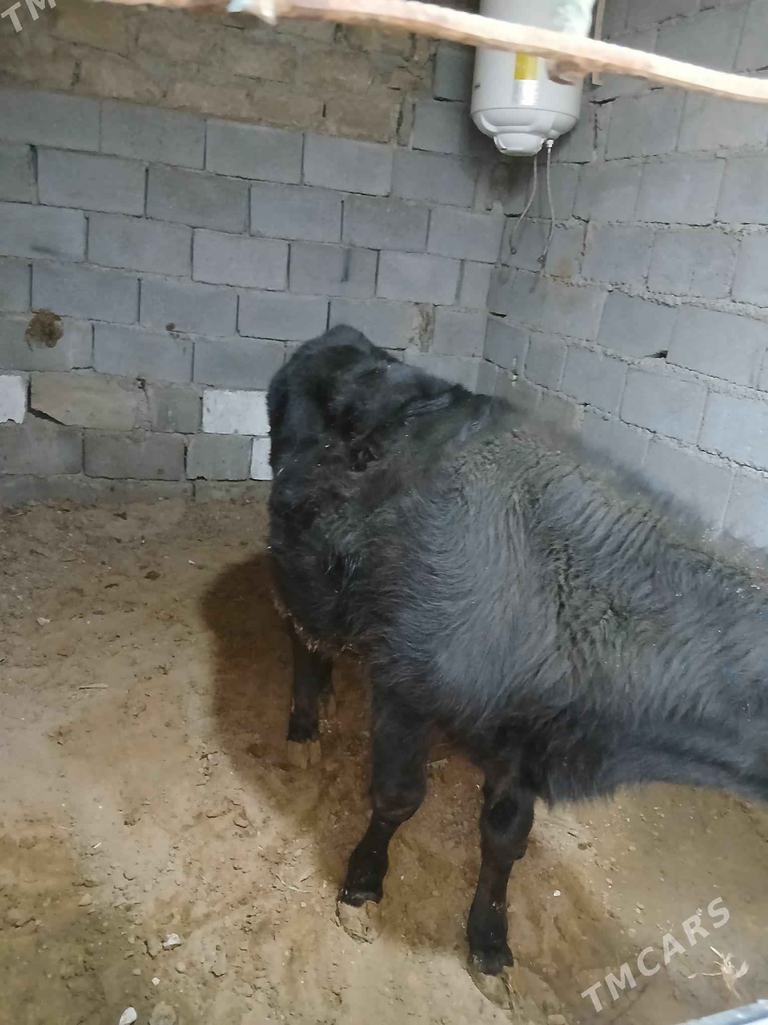 okuz - Aşgabat - img 1