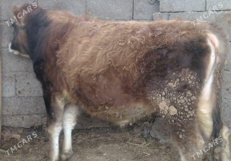 ökiz - Бузмеин - img 1