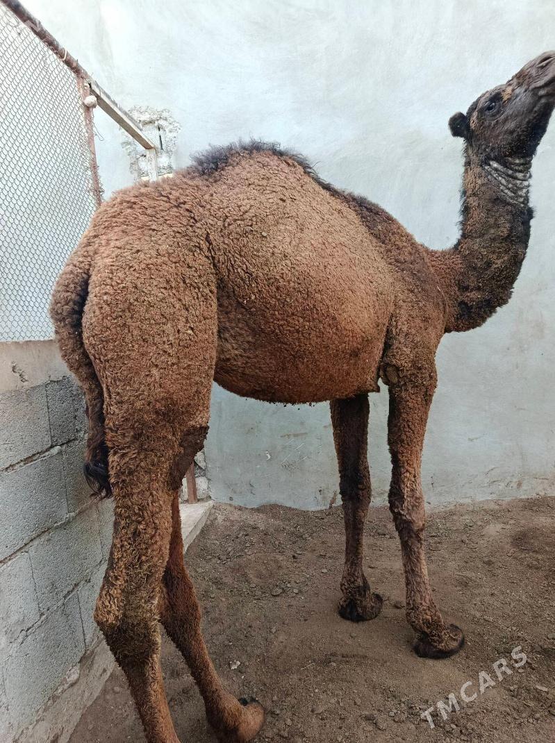 Ogsyl - Балканабат - img 1