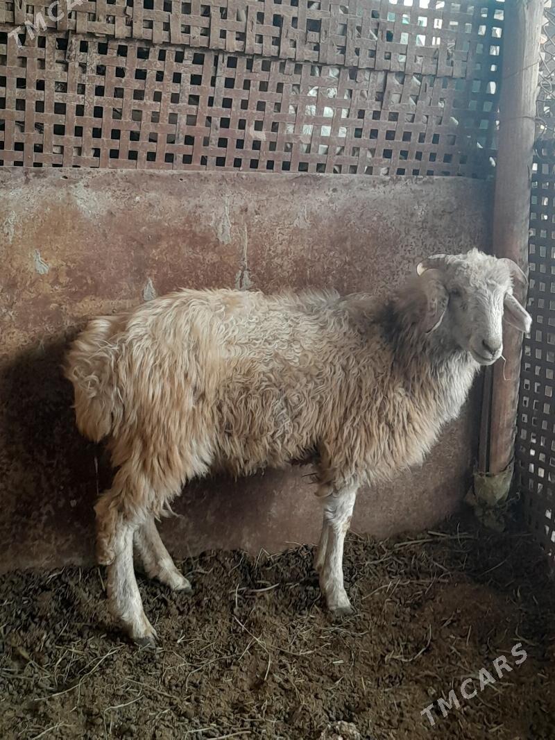 ак гочкар - Türkmenabat - img 1