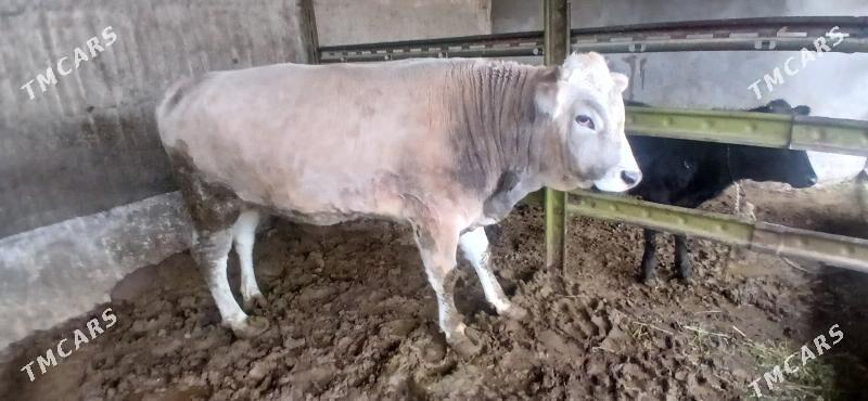 gole okuz - Бузмеин - img 1