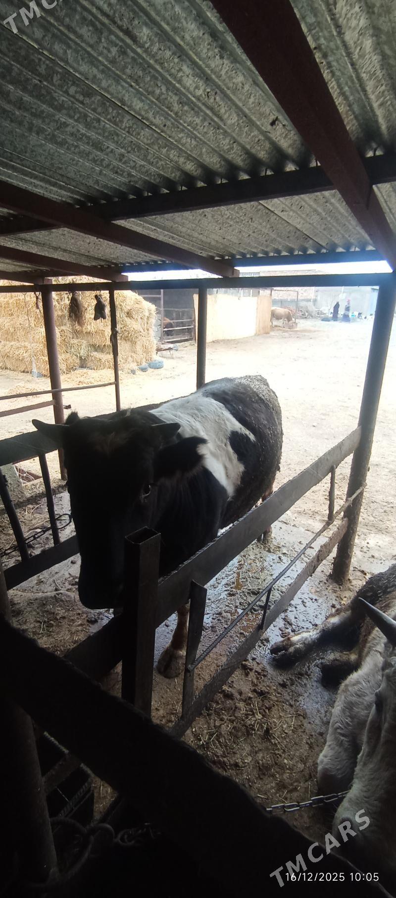 Öküz - Bäherden - img 1