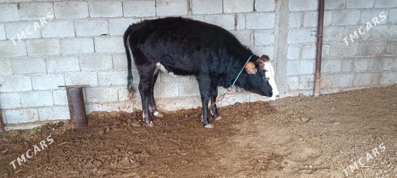 tuwe - Aşgabat - img 1