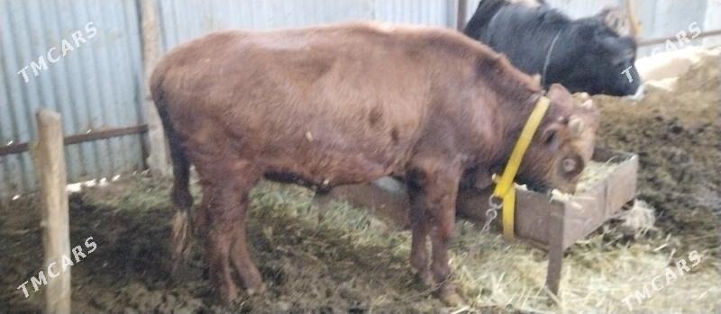 Ökuzler - Babadaýhan - img 1