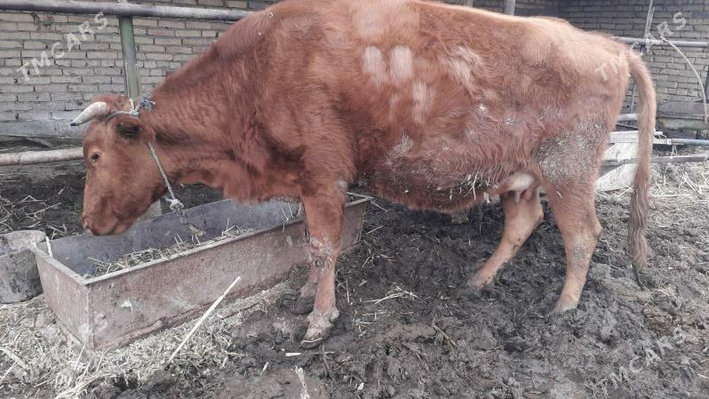 ýetik bogaz sygyr - Чарджоу - img 1