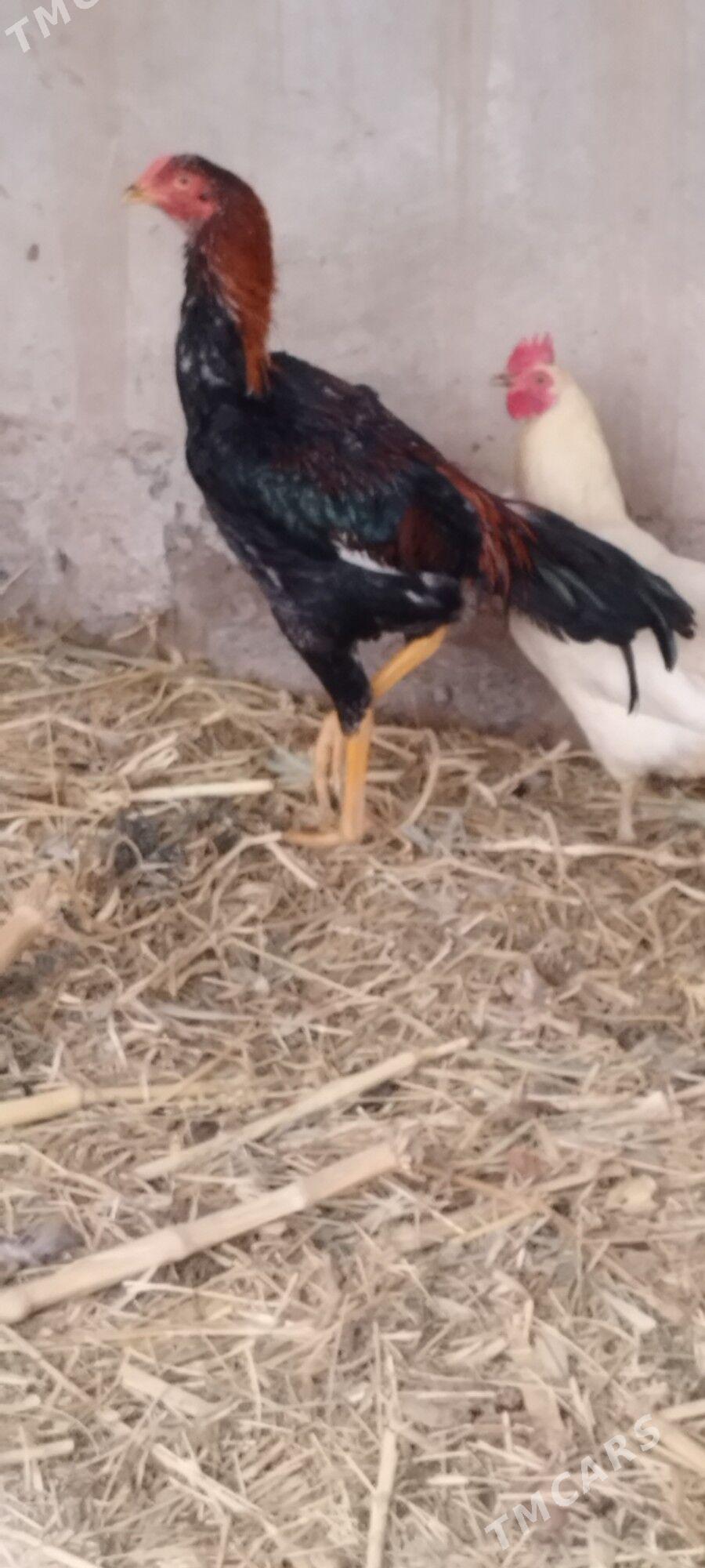 juje - Ходжамбаз - img 1