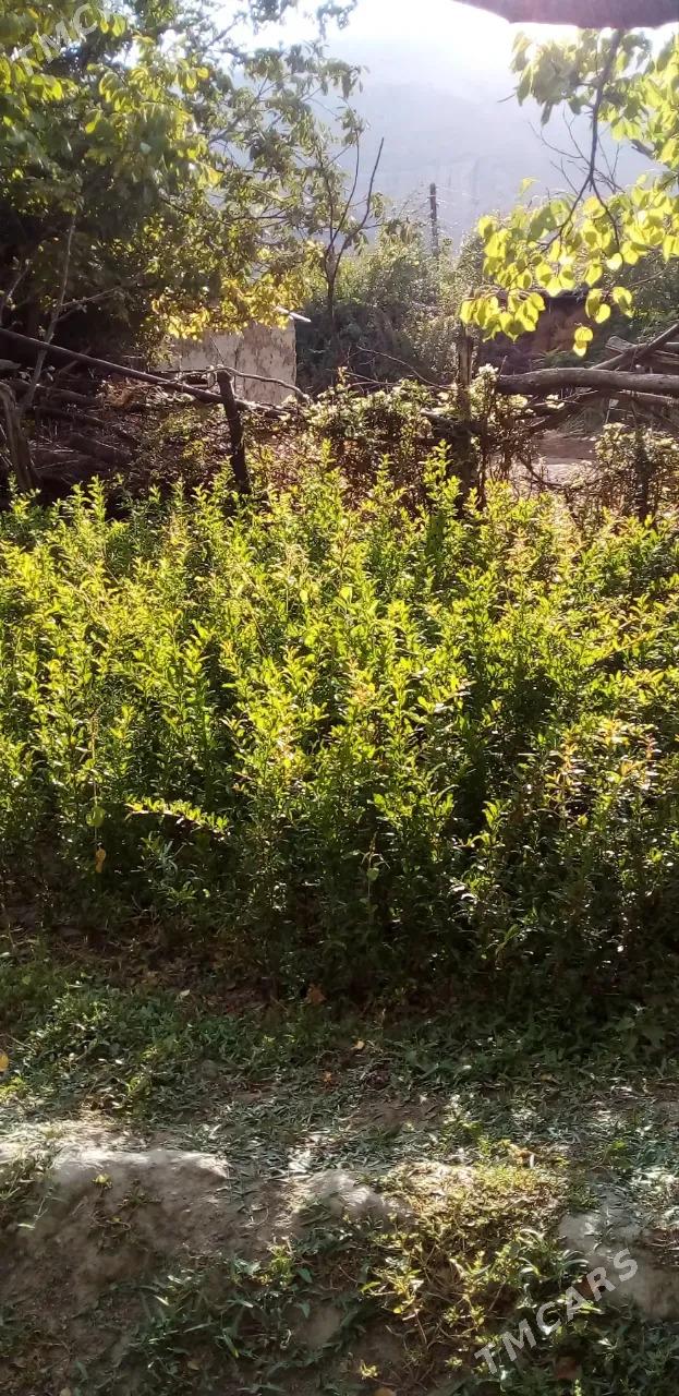 Şitik Agaç - Balkanabat - img 1