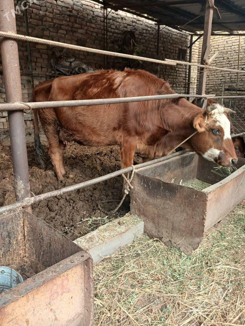 saglyk sygyr - Türkmenabat - img 1