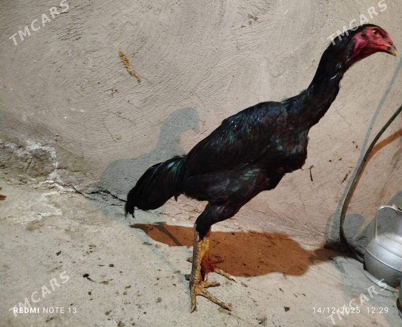 Taskent - Bäherden - img 1