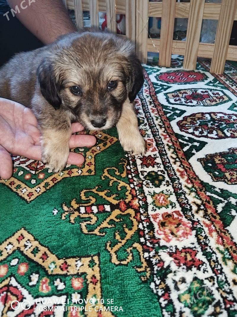 щенок - Türkmenbaşy - img 1
