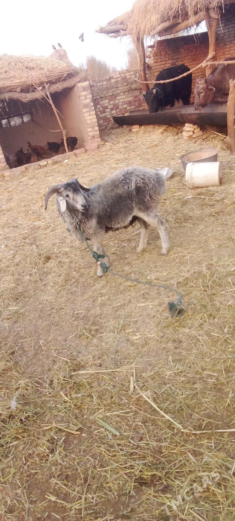 goç - Farap - img 1