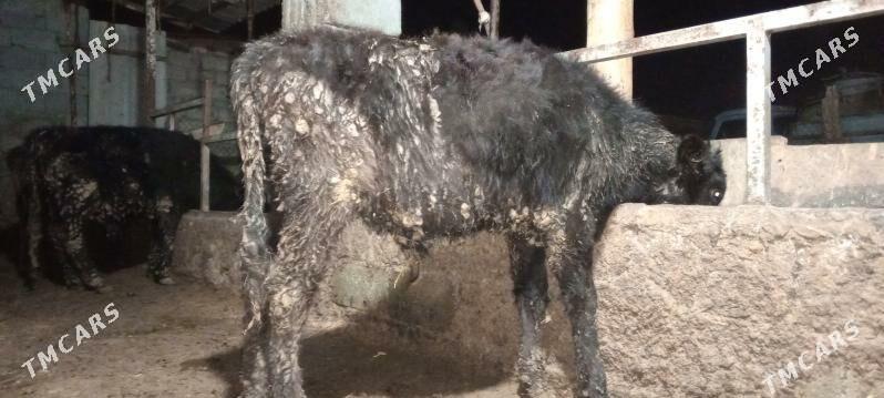 öküz 9sany - Гёкдепе - img 1