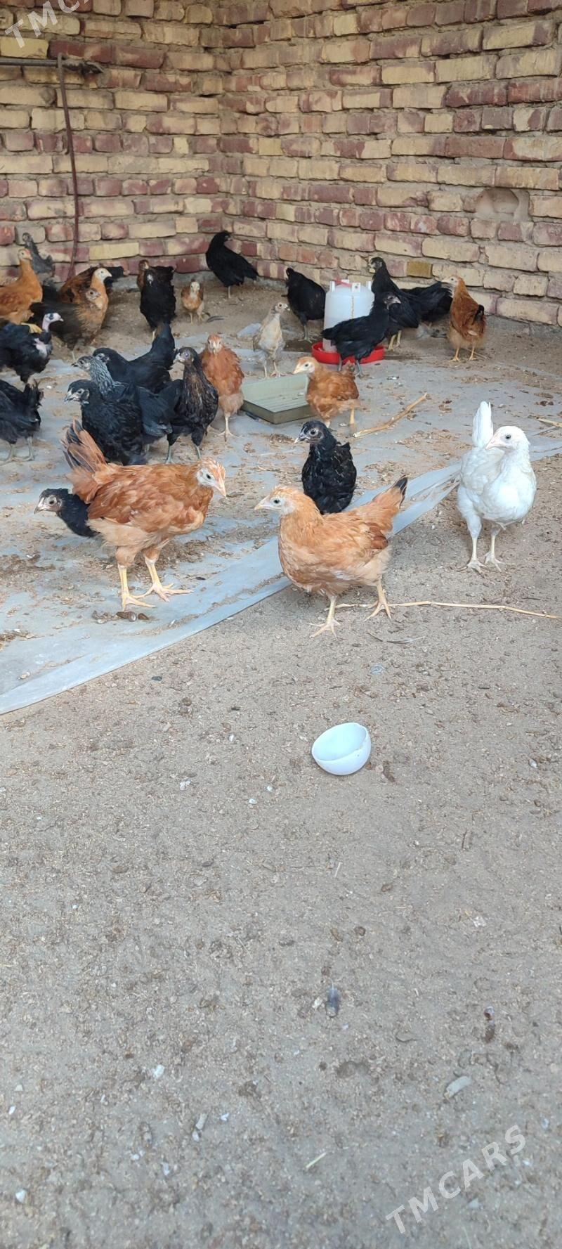 towuk juyje - Mary - img 1