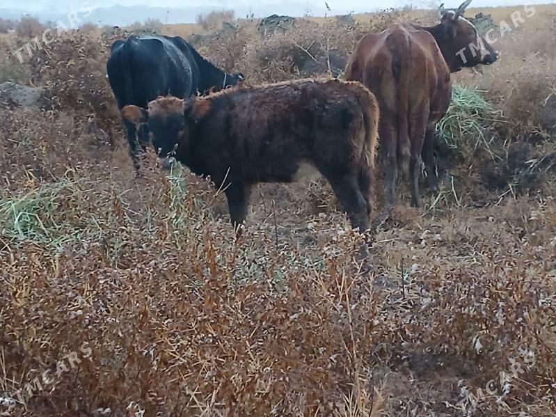 tuwe - Bäherden - img 1