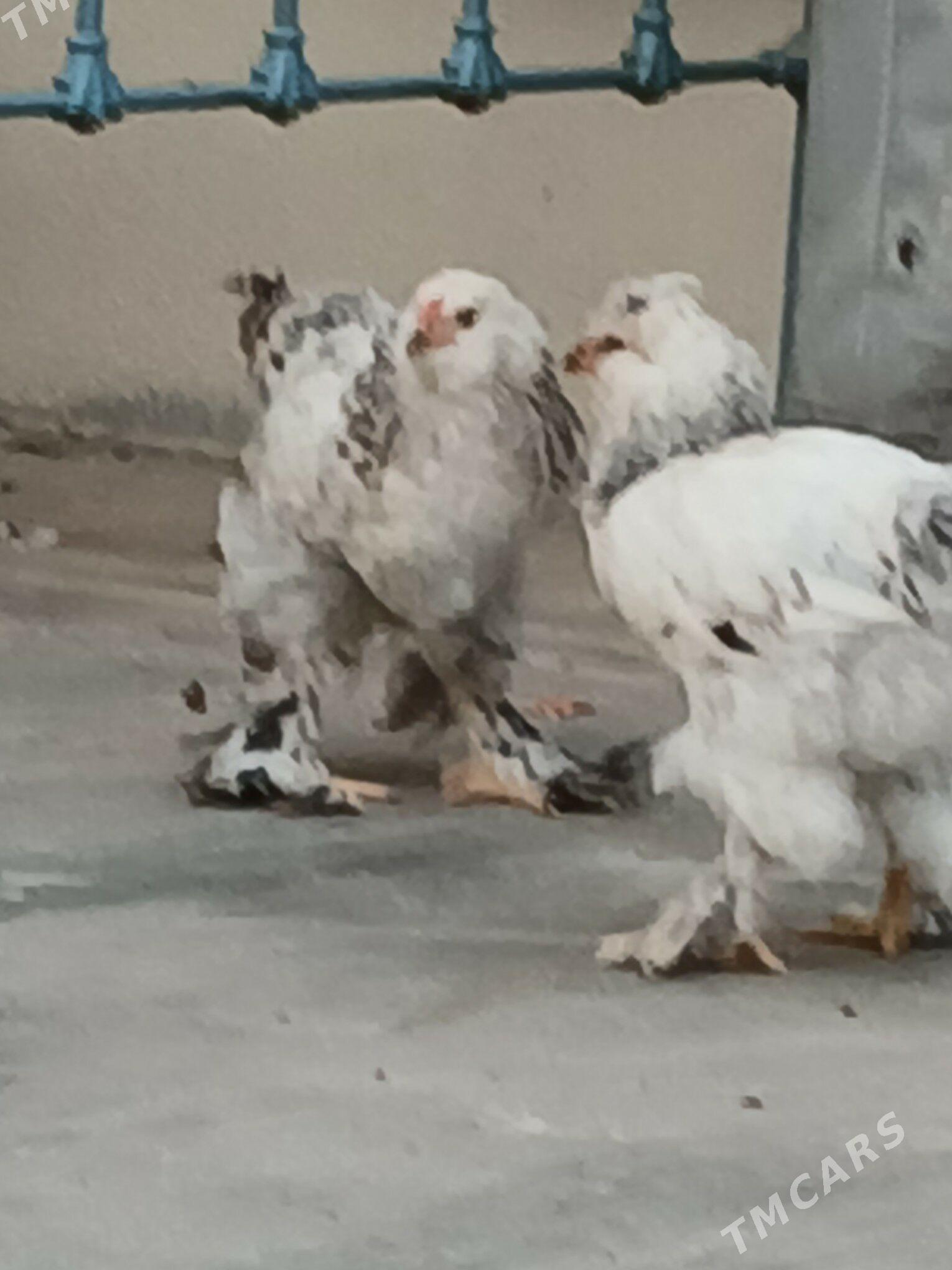 Brama juyje 3aylyk - Aşgabat - img 1