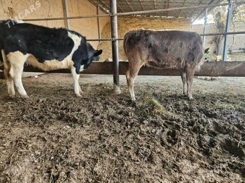 gulajynlar - Халач - img 1