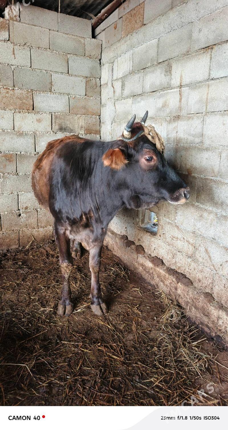 Gysyr sygyr - Гёкдепе - img 1