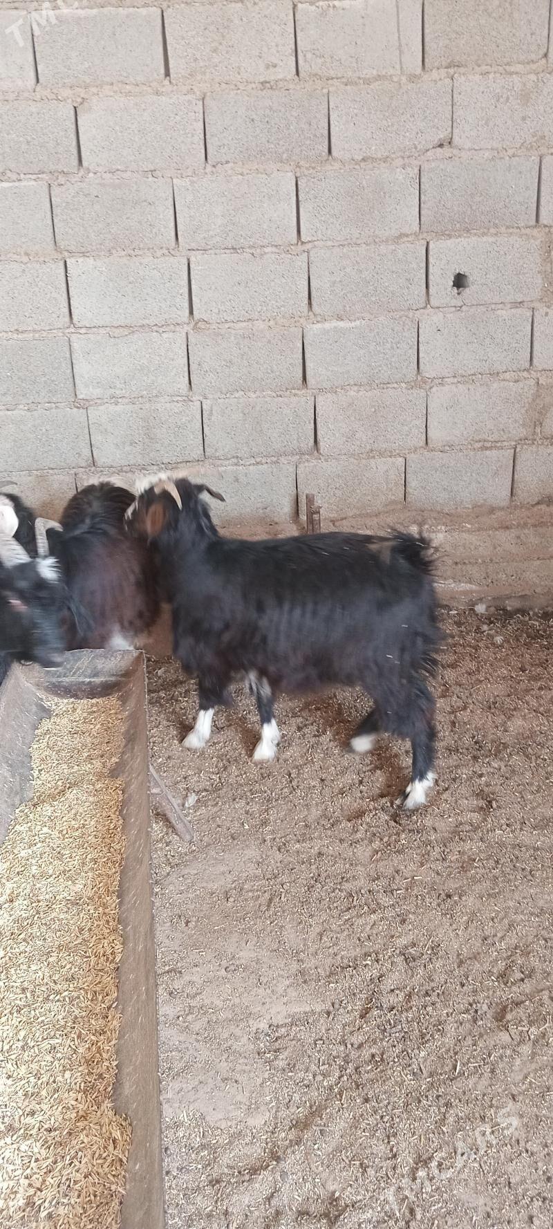 çebiş - Gyzylarbat - img 1