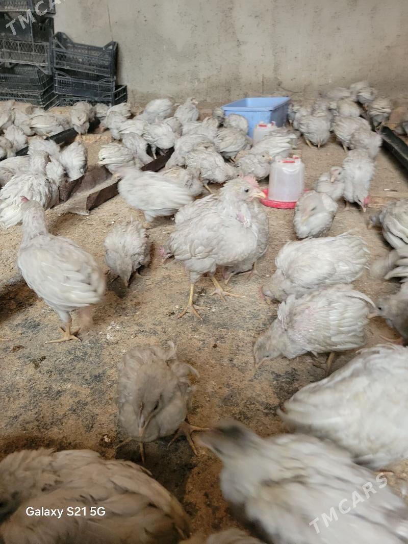 ak juje - Bagyr - img 1