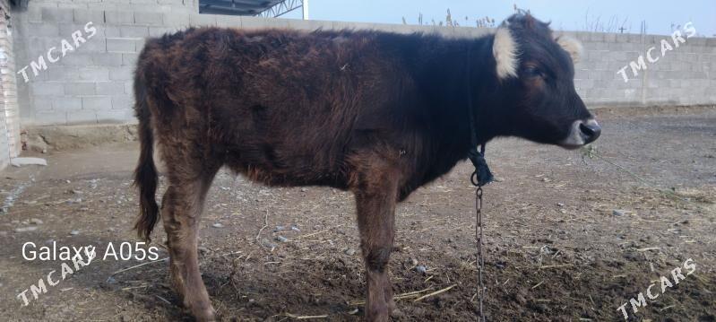 tuwe - Bäherden - img 1