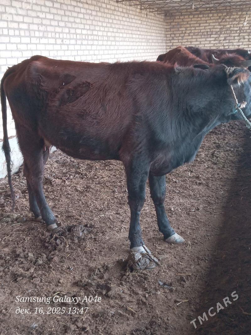 саглык сыгыр - Çärjew - img 1