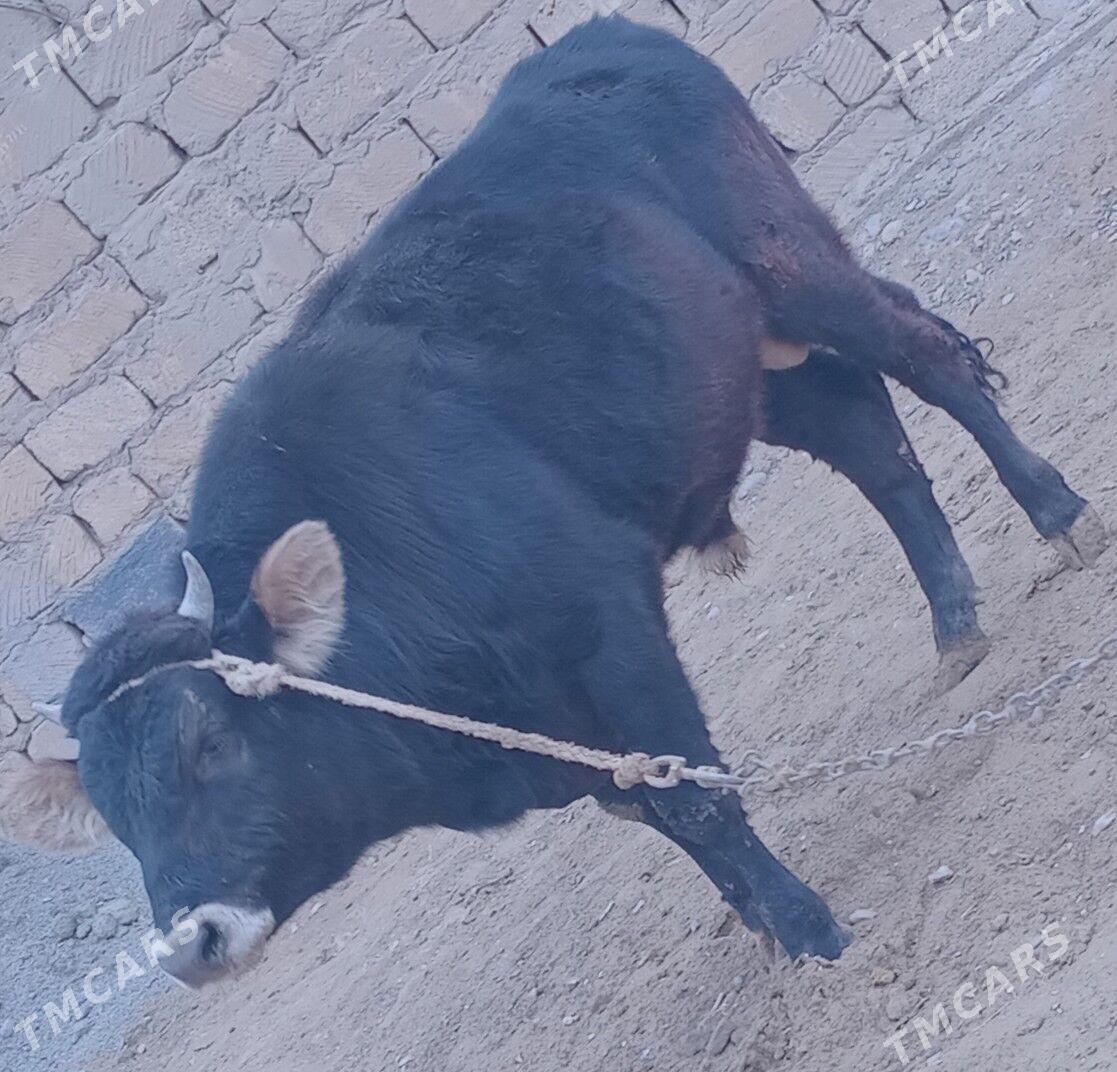 Ökuz okuz - Анев - img 1