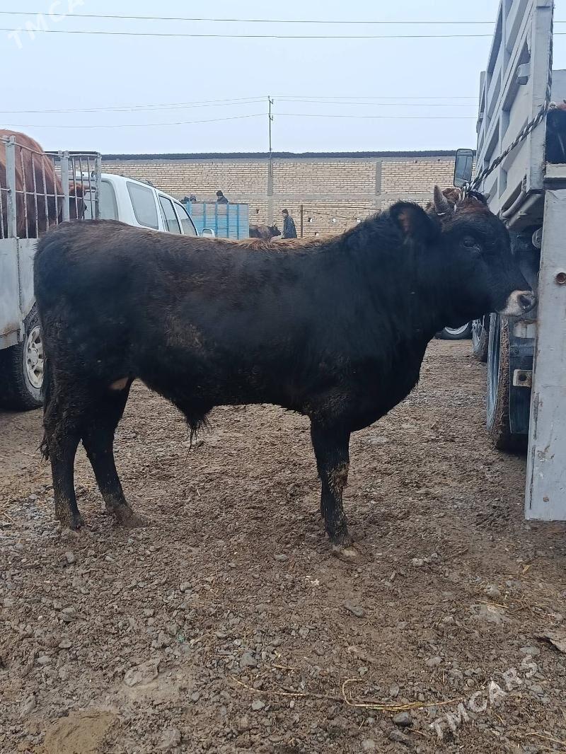 okuz uly - Büzmeýin - img 1