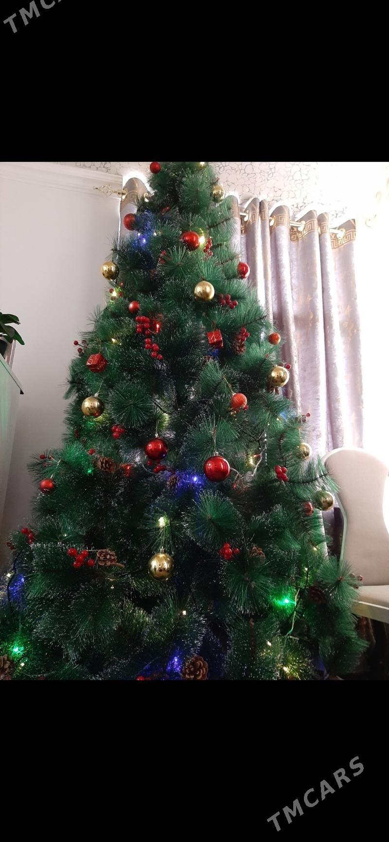 Taze yyl arca - Daşoguz - img 1