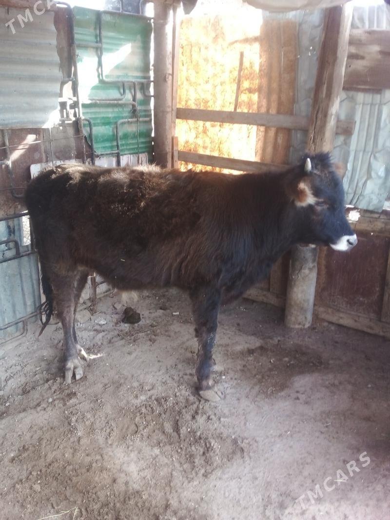 öküz 11aylik - Балканабат - img 1