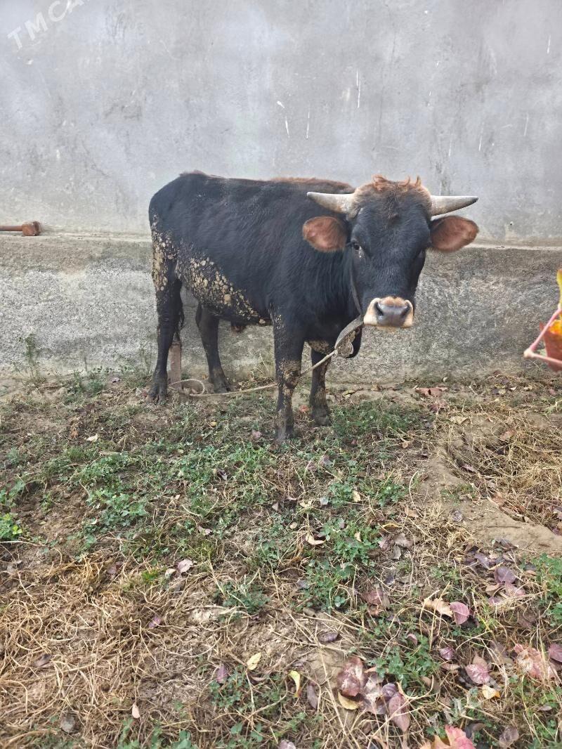 Okuz - Бахарден - img 1