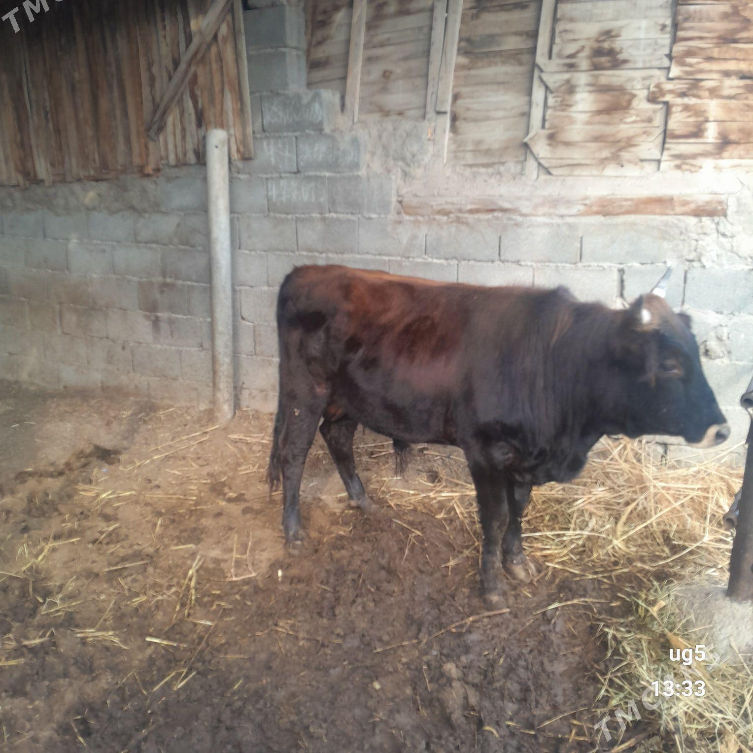 ÒKÙZ - Бузмеин - img 1