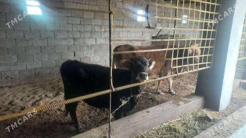 goleli sygyr - Aşgabat - img 1