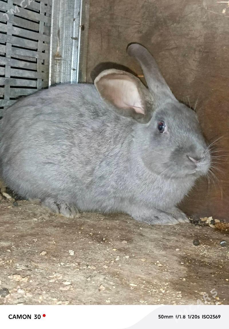 towşan - Gökje - img 1