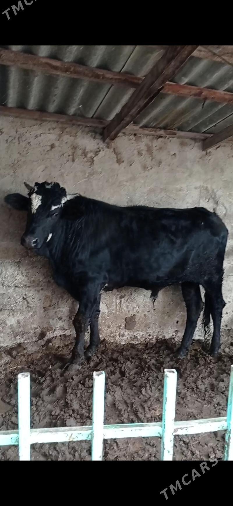 Gaty beyik Uly okuz - Ашхабад - img 1