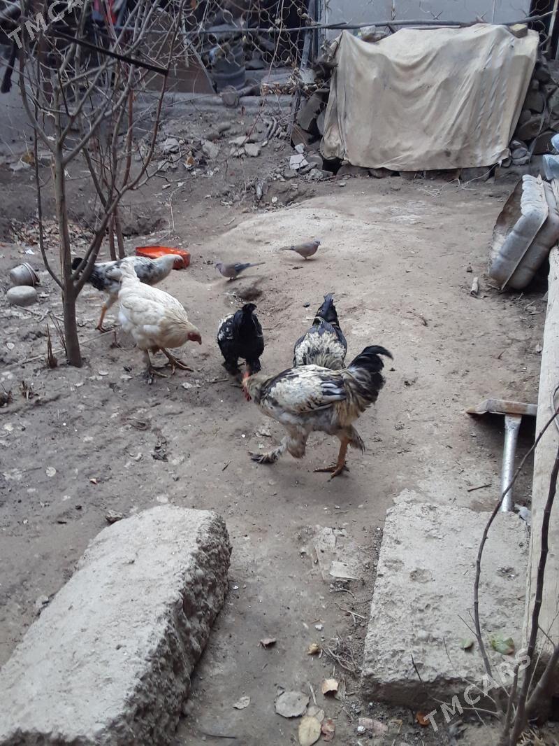 Ýaş Paroda Horaz - Кёнеургенч - img 1