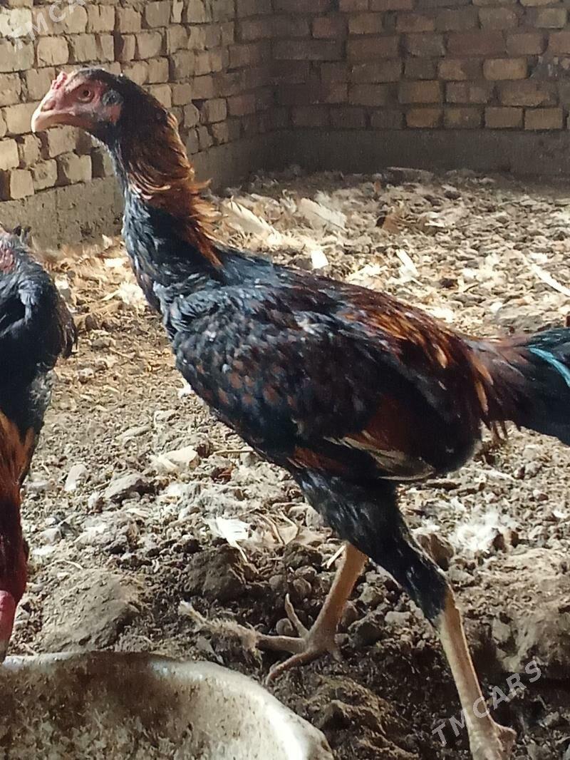 Ташкент хораз - Bagyr - img 1